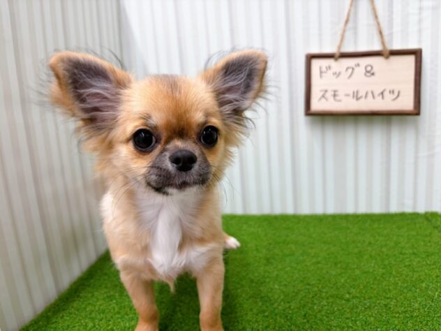 岡山県のチワワ(ロング) (アミーゴ倉敷店/2025年11月14日生まれ/女の子/レッドホワイト)の子犬の3枚目の画像