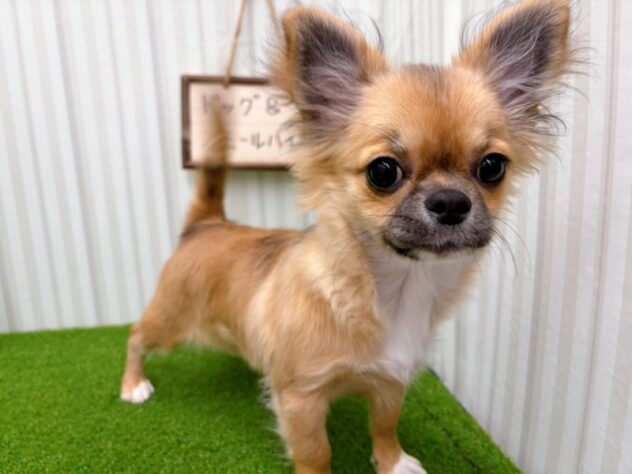 岡山県のチワワ(ロング) (アミーゴ倉敷店/2025年11月14日生まれ/女の子/レッドホワイト)の子犬の2枚目の画像