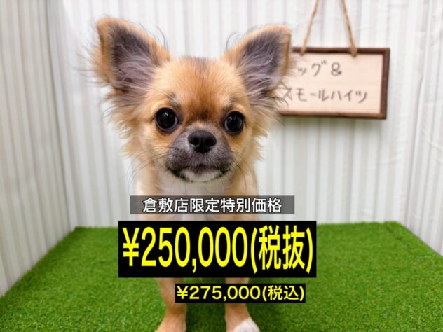 岡山県のチワワ(ロング) (アミーゴ倉敷店/2025年11月14日生まれ/女の子/レッドホワイト)の子犬の1枚目の画像