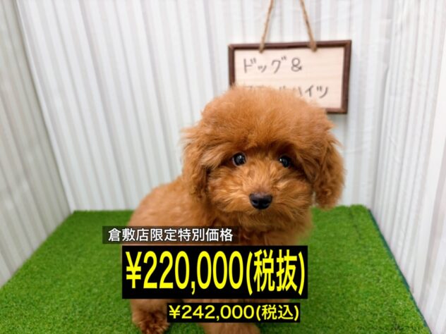 岡山県のトイプードル(トイ) (アミーゴ倉敷店/2025年12月15日生まれ/女の子/レッド)の子犬の1枚目の画像