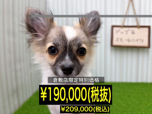 岡山県のチワワ(ロング) (アミーゴ倉敷店/2025年11月16日生まれ/男の子/レッドホワイト)の子犬の1枚目の画像