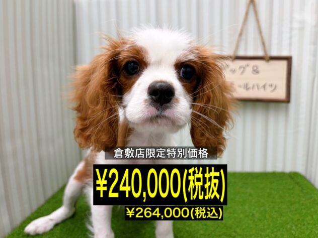 岡山県のキャバリアキングチャールズスパニエル (アミーゴ倉敷店/2026年1月3日生まれ/男の子/ブレンハイム)の子犬の1枚目の画像