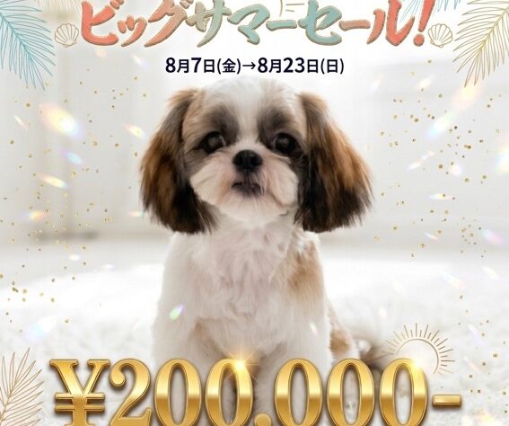 岡山県のシーズー (アミーゴ津山店/2026年1月6日生まれ/女の子/ゴールドホワイト)の子犬の1枚目の画像