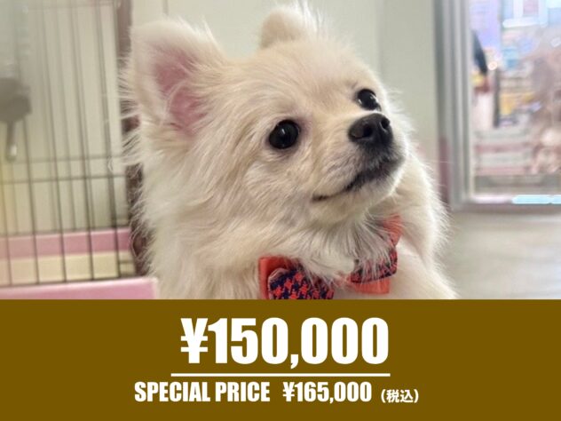 広島県のポメラニアン (アミーゴ東深津店/2025年8月4日生まれ/女の子/クリーム)の子犬の1枚目の画像