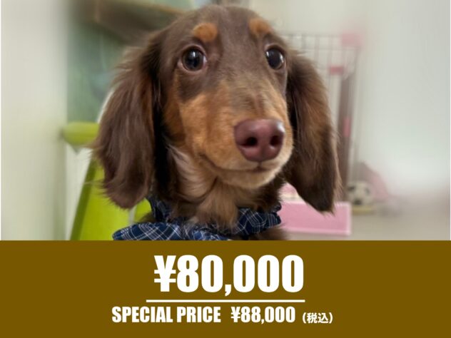 広島県のミニチュアダックスフンド(ロング) (アミーゴ東深津店/2025年5月25日生まれ/男の子/チョコレートタン)の子犬の1枚目の画像