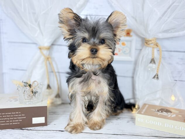 香川県のヨークシャーテリア (ワンキャラット アミーゴ屋島店/2025年12月12日生まれ/男の子/スチールブルータン)の子犬の1枚目の画像