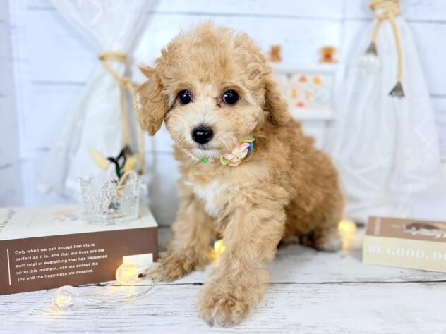 香川県のビションプー(ビションフリーゼ×プードル) (ワンキャラット アミーゴ屋島店/2025年12月28日生まれ/女の子/レッド)の子犬の1枚目の画像