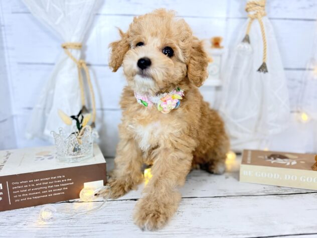 香川県のビションプー(ビションフリーゼ×プードル) (ワンキャラット アミーゴ屋島店/2025年12月28日生まれ/女の子/レッド)の子犬の2枚目の画像