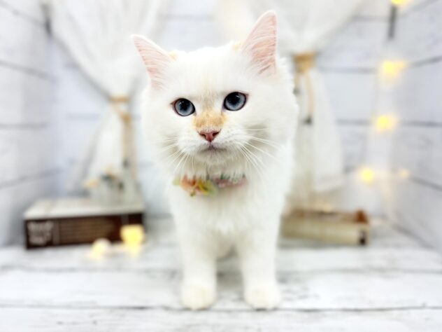 香川県のサイベリアン (ワンキャラット アミーゴ屋島店/2025年11月24日生まれ/女の子/レッドリンクスポイント)の子猫の1枚目の画像