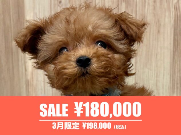 広島県のトイプードル(トイ) (アミーゴ東深津店/2025年12月30日生まれ/男の子/レッドフォーン)の子犬