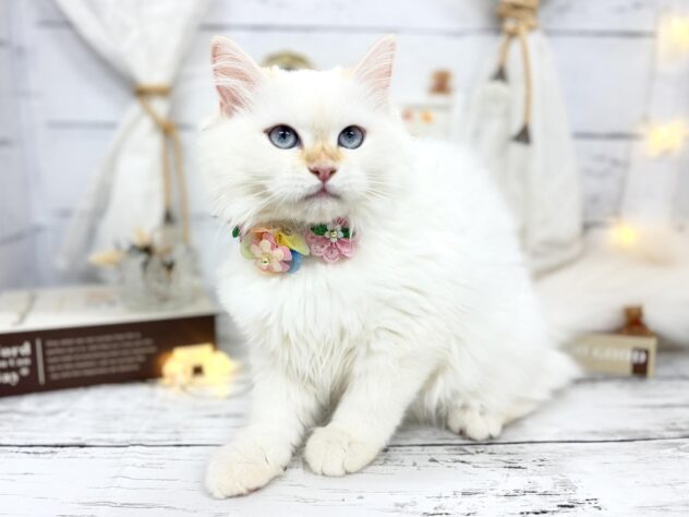 香川県のサイベリアン (ワンキャラット アミーゴ屋島店/2025年11月24日生まれ/女の子/レッドリンクスポイント)の子猫の2枚目の画像