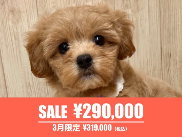 広島県のハーフ犬・ミックス犬 (アミーゴ東深津店/2026年1月19日生まれ/女の子/アプリコット)の子犬