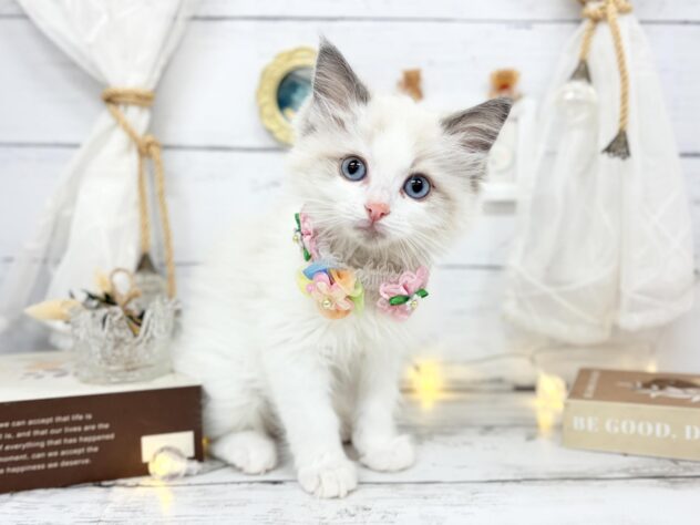 香川県のラグドール (ワンキャラット アミーゴ屋島店/2026年1月18日生まれ/女の子/ブルーポイントバイカラー)の子猫の1枚目の画像