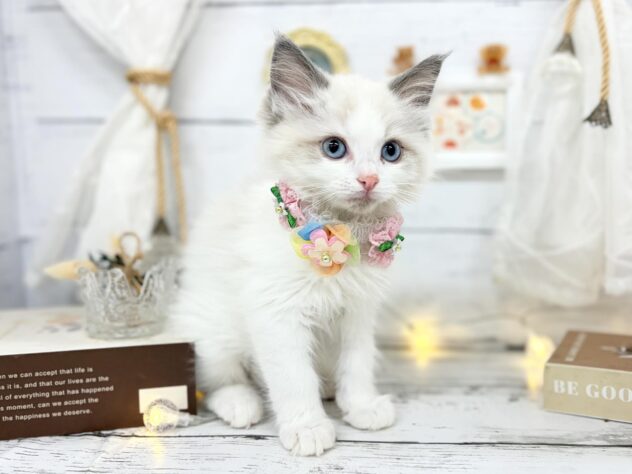 香川県のラグドール (ワンキャラット アミーゴ屋島店/2026年1月18日生まれ/女の子/ブルーポイントバイカラー)の子猫の2枚目の画像