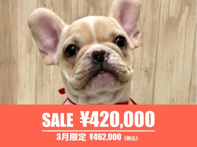 広島県のフレンチブルドッグ (アミーゴ東深津店/2026年1月17日生まれ/女の子/クリーム)の子犬