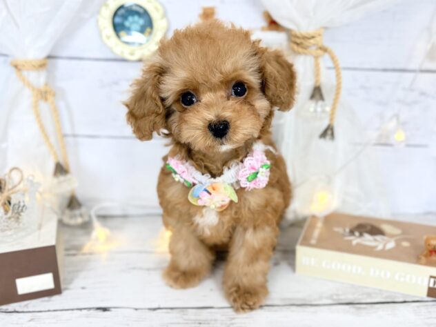 香川県のトイプードル(トイ) (ワンキャラット アミーゴ屋島店/2026年1月12日生まれ/女の子/オレンジフォーン)の子犬の1枚目の画像