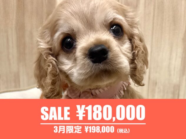 広島県のアメリカンコッカースパニエル (アミーゴ東深津店/2026年1月7日生まれ/女の子/バフ)の子犬
