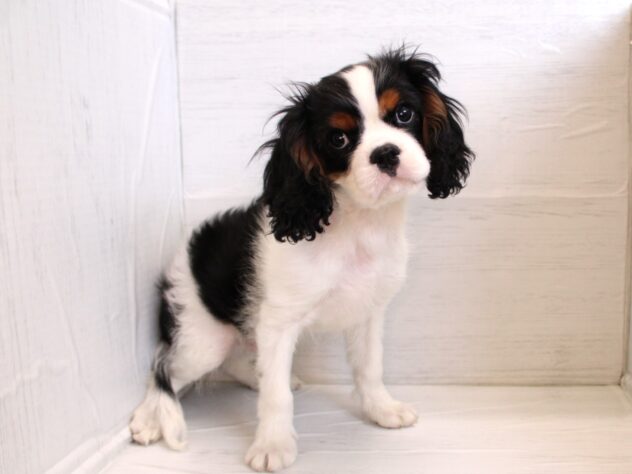 2025年11月23日生まれのキャバリアキングチャールズスパニエル