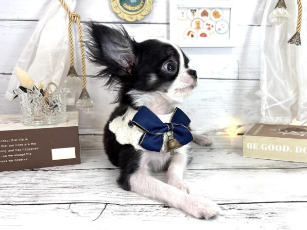 香川県のチワワ(ロング) (ワンキャラット アミーゴ屋島店/2025年11月30日生まれ/男の子/ブラックホワイト)の子犬の4枚目の画像