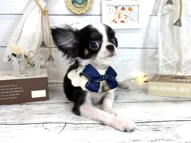 香川県のチワワ(ロング) (ワンキャラット アミーゴ屋島店/2025年11月30日生まれ/男の子/ブラックホワイト)の子犬の3枚目の画像