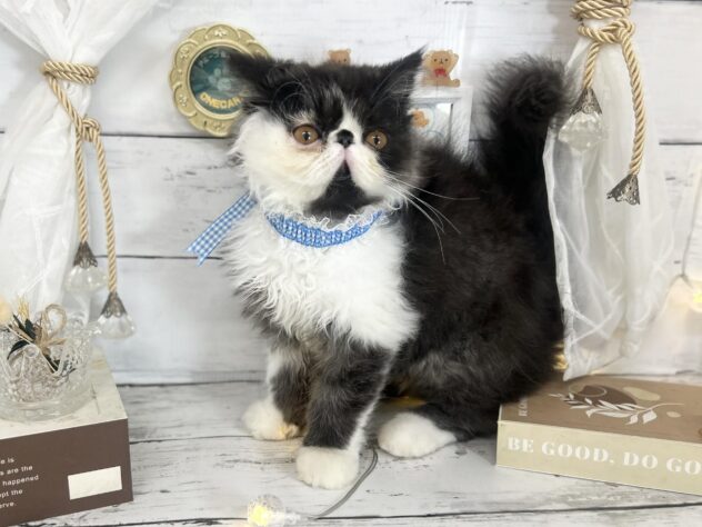 香川県のエキゾチック (ワンキャラット アミーゴ屋島店/2026年1月9日生まれ/男の子/ブラックスモークホワイト)の子猫の2枚目の画像