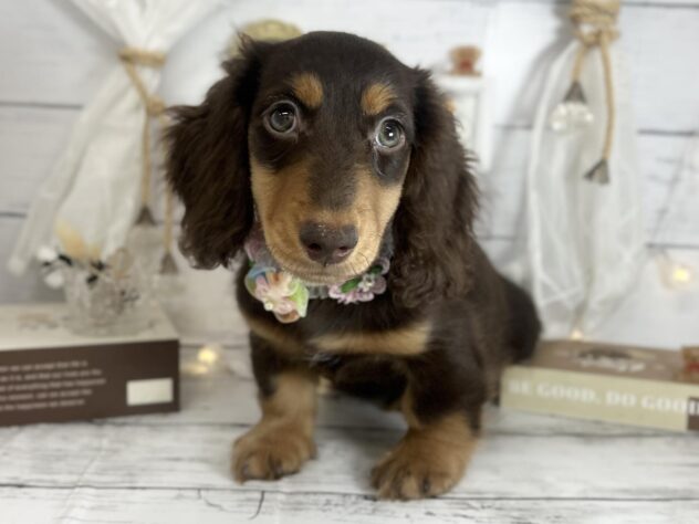 香川県のミニチュアダックスフンド(ロング) (ワンキャラット アミーゴ屋島店/2026年1月3日生まれ/男の子/チョコレートタン)の子犬の1枚目の画像