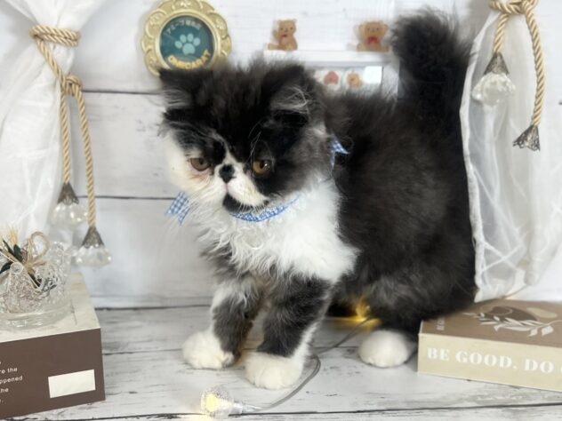 香川県のエキゾチック (ワンキャラット アミーゴ屋島店/2026年1月9日生まれ/男の子/ブラックスモークホワイト)の子猫の3枚目の画像