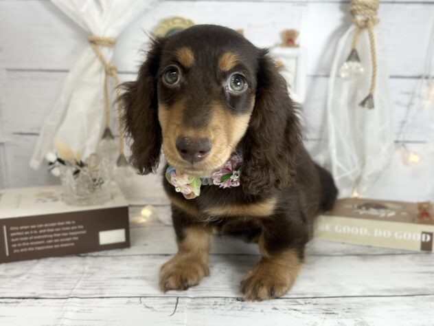 香川県のミニチュアダックスフンド(ロング) (ワンキャラット アミーゴ屋島店/2026年1月3日生まれ/男の子/チョコレートタン)の子犬の2枚目の画像