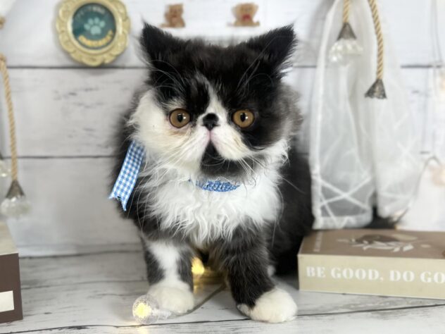 香川県のエキゾチック (ワンキャラット アミーゴ屋島店/2026年1月9日生まれ/男の子/ブラックスモークホワイト)の子猫