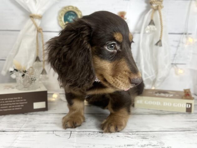 香川県のミニチュアダックスフンド(ロング) (ワンキャラット アミーゴ屋島店/2026年1月3日生まれ/男の子/チョコレートタン)の子犬の3枚目の画像