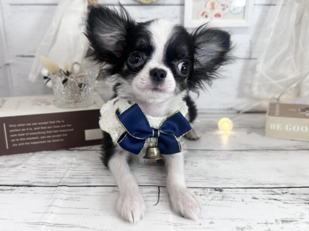 香川県のチワワ(ロング) (ワンキャラット アミーゴ屋島店/2025年11月30日生まれ/男の子/ブラックホワイト)の子犬の1枚目の画像