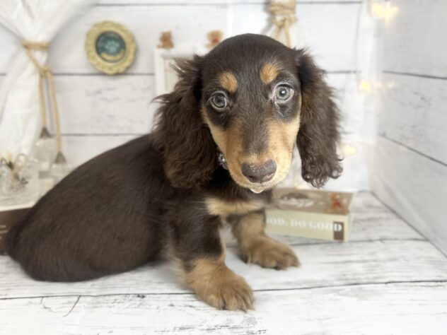 香川県のミニチュアダックスフンド(ロング) (ワンキャラット アミーゴ屋島店/2026年1月3日生まれ/男の子/チョコレートタン)の子犬の4枚目の画像