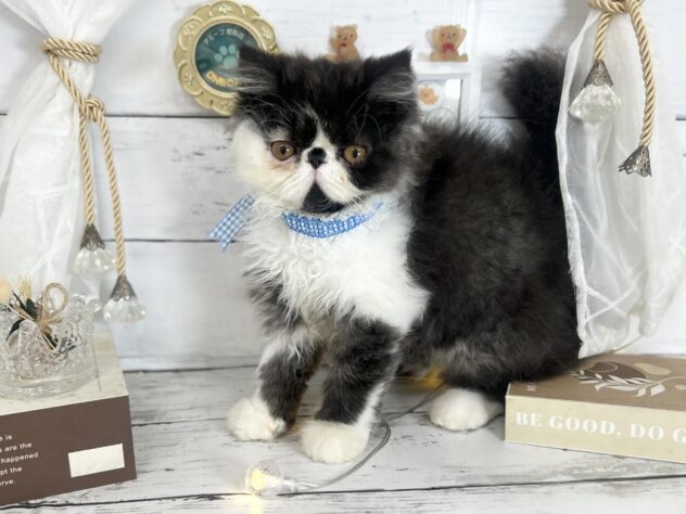 香川県のエキゾチック (ワンキャラット アミーゴ屋島店/2026年1月9日生まれ/男の子/ブラックスモークホワイト)の子猫の4枚目の画像