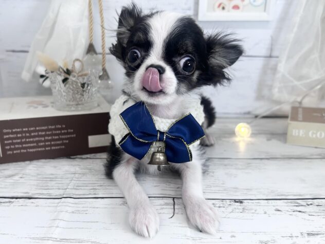 香川県のチワワ(ロング) (ワンキャラット アミーゴ屋島店/2025年11月30日生まれ/男の子/ブラックホワイト)の子犬の2枚目の画像