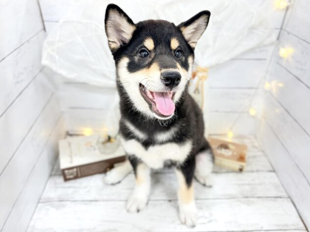 香川県の柴犬(標準サイズ) (ワンキャラット アミーゴ屋島店/2025年12月6日生まれ/女の子/黒)の子犬