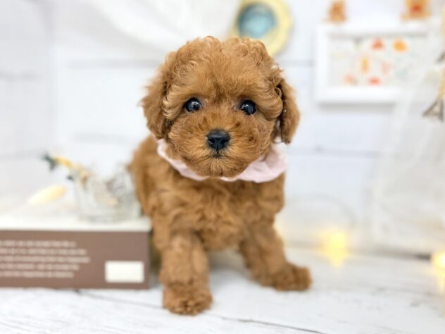 香川県のトイプードル(トイ) (ワンキャラット アミーゴ屋島店/2026年1月30日生まれ/女の子/レッド)の子犬の1枚目の画像