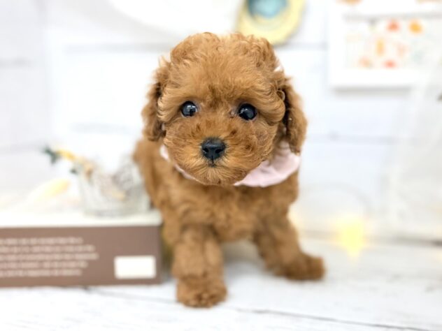 香川県のトイプードル(トイ) (ワンキャラット アミーゴ屋島店/2026年1月30日生まれ/女の子/レッド)の子犬の3枚目の画像