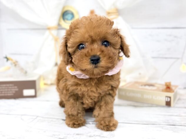 香川県のトイプードル(トイ) (ワンキャラット アミーゴ屋島店/2026年1月30日生まれ/女の子/レッド)の子犬の2枚目の画像