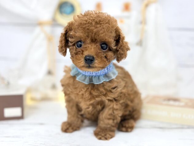 香川県のトイプードル(トイ) (ワンキャラット アミーゴ屋島店/2026年1月30日生まれ/男の子/レッド)の子犬の1枚目の画像