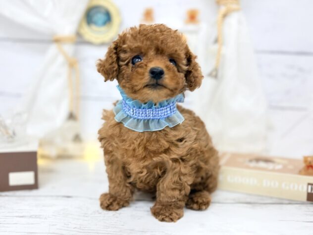 香川県のトイプードル(トイ) (ワンキャラット アミーゴ屋島店/2026年1月30日生まれ/男の子/レッド)の子犬の3枚目の画像