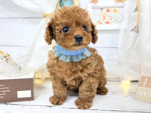 香川県のトイプードル(トイ) (ワンキャラット アミーゴ屋島店/2026年1月30日生まれ/男の子/レッド)の子犬の2枚目の画像