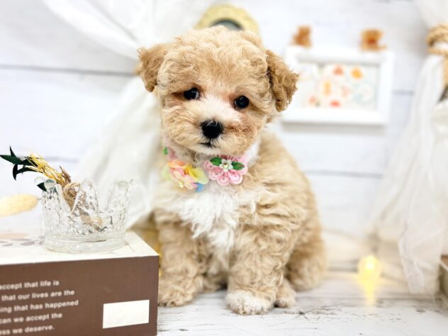 香川県のハーフ犬・ミックス犬 (ワンキャラット アミーゴ屋島店/2026年2月1日生まれ/女の子/クリーム)の子犬の2枚目の画像