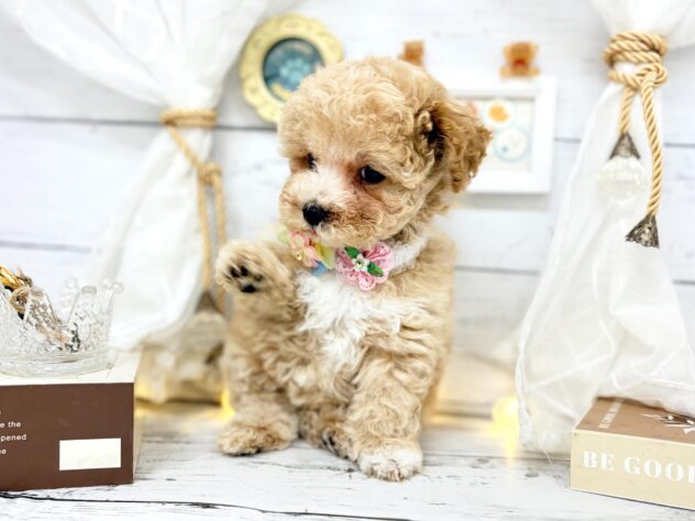 香川県のハーフ犬・ミックス犬 (ワンキャラット アミーゴ屋島店/2026年2月1日生まれ/女の子/クリーム)の子犬の3枚目の画像