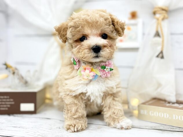 香川県のハーフ犬・ミックス犬 (ワンキャラット アミーゴ屋島店/2026年2月1日生まれ/女の子/クリーム)の子犬の1枚目の画像