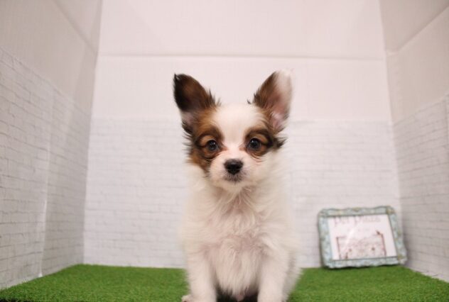 兵庫県のパピヨン (ペット・プラザ アミーゴ尼崎昭和通店/2026年1月3日生まれ/男の子/ホワイトブラウン)の子犬の2枚目の画像