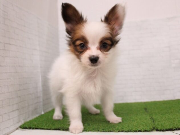 兵庫県のパピヨン (ペット・プラザ アミーゴ尼崎昭和通店/2026年1月3日生まれ/男の子/ホワイトブラウン)の子犬の3枚目の画像