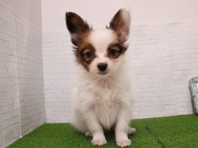 兵庫県のパピヨン (ペット・プラザ アミーゴ尼崎昭和通店/2026年1月3日生まれ/男の子/ホワイトブラウン)の子犬の1枚目の画像