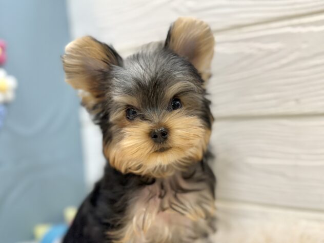 兵庫県のヨークシャーテリア (ワンキャラット アミーゴ姫路飾磨店/2025年12月12日生まれ/男の子/スチールブルータン)の子犬の1枚目の画像