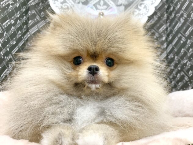 広島県のポメラニアン (アミーゴ宇品店/2025年11月15日生まれ/女の子/オレンジ)の子犬の2枚目の画像