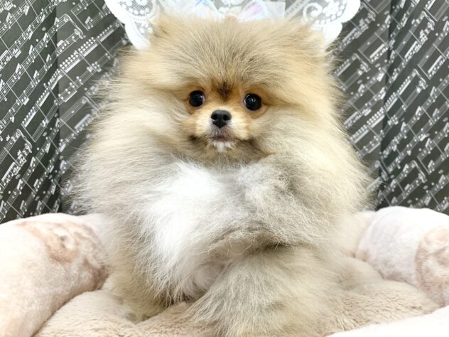 広島県のポメラニアン (アミーゴ宇品店/2025年11月15日生まれ/女の子/オレンジ)の子犬の1枚目の画像